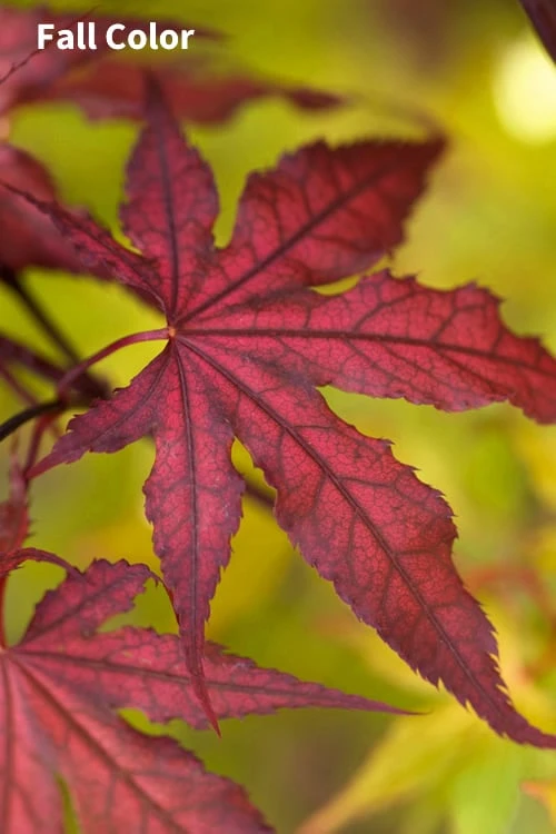 Purple Ghost Japanese Maple - 5 Gallon Pot 6 Purple Ghost Japanese Maple - 5 Gallon Pot - Image 4