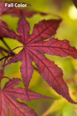 Purple Ghost Japanese Maple - 1 Gallon Pot -Wilson Bros Garden Japanese Maple Purple Ghost 3 6