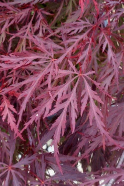 Red Dragon Dwarf Japanese Maple - 5 Gallon Pot (3-4') 15 Red Dragon Dwarf Japanese Maple - 5 Gallon Pot (3-4') -Wilson Bros Garden Japanese Maple Red Dragon 11 1