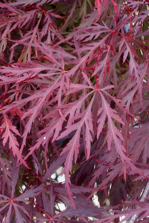 Red Dragon Dwarf Japanese Maple - 5 Gallon Pot (1-2') 8 Red Dragon Dwarf Japanese Maple - 5 Gallon Pot (1-2') - Image 6