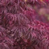 Red Dragon Dwarf Japanese Maple - 5 Gallon Pot (3-4') -Wilson Bros Garden Japanese Maple Red Dragon 12 1