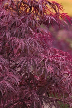 Red Dragon Dwarf Japanese Maple - 1 Gallon Pot (2-3')