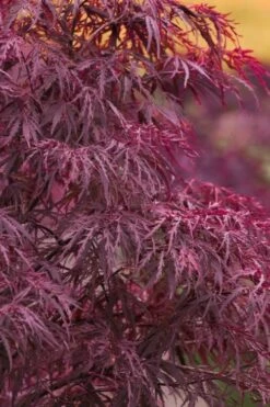 Red Dragon Dwarf Japanese Maple - 1 Gallon Pot