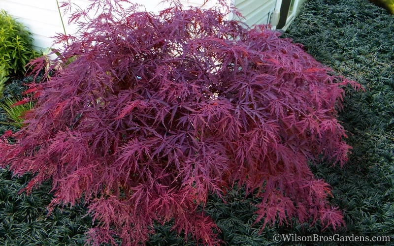Red Dragon Dwarf Japanese Maple - 2.5 Quart Pot 6 Red Dragon Dwarf Japanese Maple - 2.5 Quart Pot - Image 4