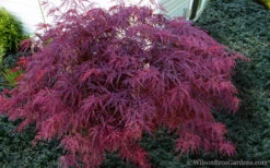Red Dragon Dwarf Japanese Maple - 5 Gallon Pot (2-3') -Wilson Bros Garden Japanese Maple Red Dragon 21 8