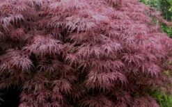 Red Dragon Dwarf Japanese Maple - 1 Gallon Pot (2-3') 16 Red Dragon Dwarf Japanese Maple - 1 Gallon Pot (2-3') -Wilson Bros Garden Japanese Maple Red Dragon 3 2