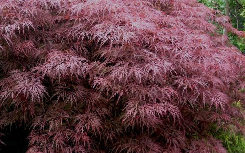 Red Dragon Dwarf Japanese Maple - 2.5 Quart Pot 9 Red Dragon Dwarf Japanese Maple - 2.5 Quart Pot - Image 7