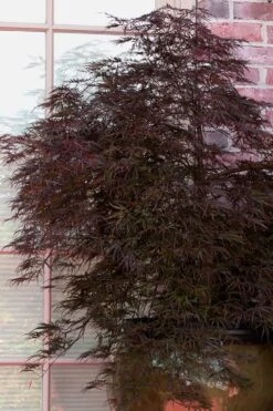 Red Select Laceleaf Japanese Maple - 3 Gallon Pot -Wilson Bros Garden Japanese Maple Red Select 2