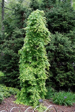 Ryusen Weeping Japanese Maple - 1 Gallon Pot -Wilson Bros Garden Japanese Maple Ryusen 1