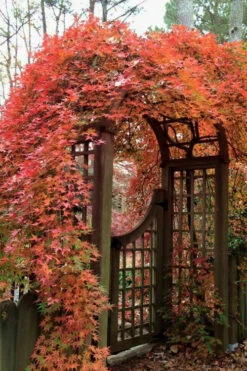 Ryusen Weeping Japanese Maple - 5 Gallon Pot (4-5') -Wilson Bros Garden Japanese Maple Ryusen 2 1