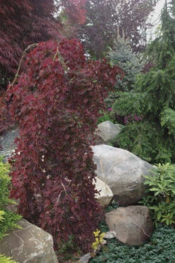 Ryusen Weeping Japanese Maple - 1 Gallon Pot -Wilson Bros Garden Japanese Maple Ryusen 5