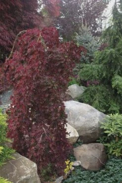 Ryusen Weeping Japanese Maple - 3 Gallon Pot -Wilson Bros Garden Japanese Maple Ryusen 5 3