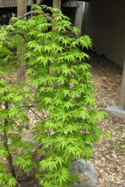 Ryusen Weeping Japanese Maple - 1 Gallon Pot -Wilson Bros Garden Japanese Maple Ryusen 6