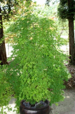 Ryusen Weeping Japanese Maple - 5 Gallon Pot (3-4') -Wilson Bros Garden Japanese Maple Ryusen 8 2