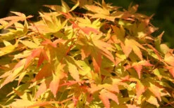 Sango Kaku Coral Bark Japanese Maple - 5 Gallon Pot (5-6') 16 Sango Kaku Coral Bark Japanese Maple - 5 Gallon Pot (5-6') -Wilson Bros Garden Japanese Maple Sango Kaku 22 1