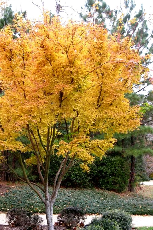 Sango Kaku Coral Bark Japanese Maple - 3 Gallon Pot (6-7') 7 Sango Kaku Coral Bark Japanese Maple - 3 Gallon Pot (6-7') - Image 5