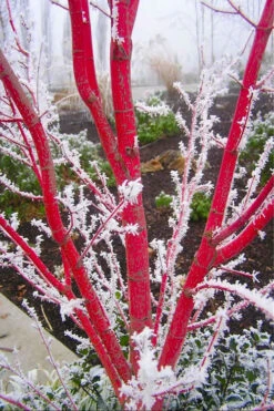 Sango Kaku Coral Bark Japanese Maple - 5 Gallon Pot (4-5') -Wilson Bros Garden Japanese Maple Sango Kaku Coral Bark 500x750 12