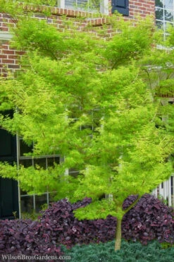 Seiryu Japanese Maple - 5 Gallon Pot (4-5') -Wilson Bros Garden Japanese Maple Seiryu 23
