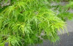 Seiryu Japanese Maple - 2 Gallon Pot -Wilson Bros Garden Japanese Maple Seiryu Spring Color 1