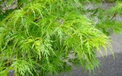 Seiryu Japanese Maple - 5 Gallon Pot (7-8') -Wilson Bros Garden Japanese Maple Seiryu Spring Color 3