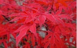 Shirazz Japanese Maple - 5 Gallon Pot (2-3') -Wilson Bros Garden Japanese Maple Shirazz 10 2