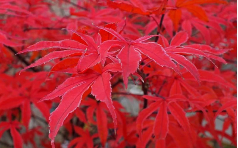 Shirazz Japanese Maple - 5 Gallon Pot (4-5') 9 Shirazz Japanese Maple - 5 Gallon Pot (4-5') - Image 7