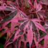 Shirazz Japanese Maple - 1 Gallon Pot 1 Shirazz Japanese Maple - 1 Gallon Pot -Wilson Bros Garden Japanese Maple Shirazz 12 1