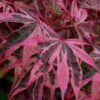 Shirazz Japanese Maple - 5 Gallon Pot (2-3') 1 Shirazz Japanese Maple - 5 Gallon Pot (2-3') -Wilson Bros Garden Japanese Maple Shirazz 12 3