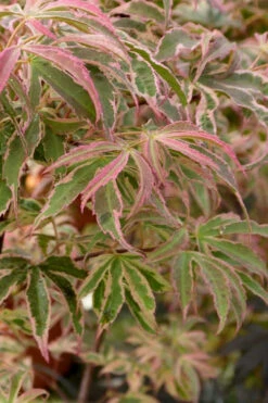 Shirazz Japanese Maple - 1 Gallon Pot -Wilson Bros Garden Japanese Maple Shirazz 13 1