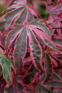 Shirazz Japanese Maple - 5 Gallon Pot (4-5') 13 Shirazz Japanese Maple - 5 Gallon Pot (4-5') -Wilson Bros Garden Japanese Maple Shirazz 6 4