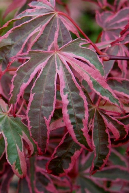Shirazz Japanese Maple - 5 Gallon Pot (4-5') 7 Shirazz Japanese Maple - 5 Gallon Pot (4-5') - Image 5