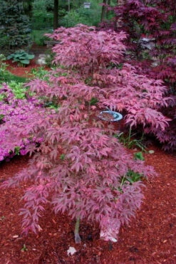 Shirazz Japanese Maple - 5 Gallon Pot (4-5') 12 Shirazz Japanese Maple - 5 Gallon Pot (4-5') -Wilson Bros Garden Japanese Maple Shirazz 7 4