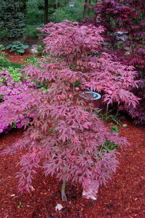 Shirazz Japanese Maple - 2 Gallon Pot 6 Shirazz Japanese Maple - 2 Gallon Pot - Image 4