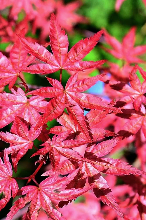 Shishio Improved Upright Japanese Maple - 2 Gallon Pot 3 Shishio Improved Upright Japanese Maple - 2 Gallon Pot