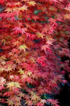 Shishio Improved Upright Japanese Maple - 2 Gallon Pot 11 Shishio Improved Upright Japanese Maple - 2 Gallon Pot -Wilson Bros Garden Japanese Maple Shishio Improved Fall Color