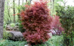 Skeeter's Broom Japanese Maple - 5 Gallon Pot (6-7') 12 Skeeter's Broom Japanese Maple - 5 Gallon Pot (6-7') -Wilson Bros Garden Japanese Maple Skeeters Broom 1