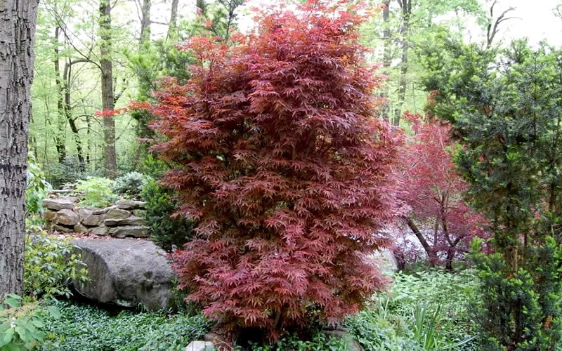 Skeeter's Broom Japanese Maple - 5 Gallon Pot 6 Skeeter's Broom Japanese Maple - 5 Gallon Pot - Image 4
