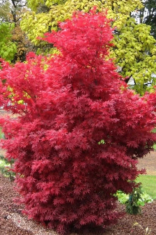 Skeeter's Broom Japanese Maple - 5 Gallon Pot (6-7') 3 Skeeter's Broom Japanese Maple - 5 Gallon Pot (6-7')