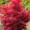 Skeeter's Broom Japanese Maple - 5 Gallon Pot -Wilson Bros Garden Japanese Maple Skeeters Broom 500x750 5
