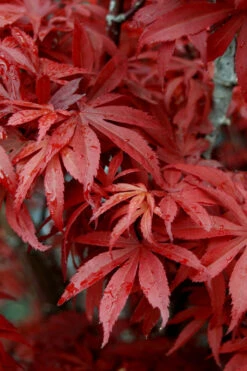 Skeeter's Broom Japanese Maple - 3 Gallon Pot -Wilson Bros Garden Japanese Maple Skeeters Broom 6