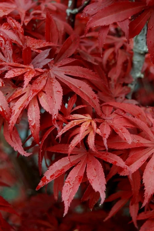 Skeeter's Broom Japanese Maple - 5 Gallon Pot 7 Skeeter's Broom Japanese Maple - 5 Gallon Pot - Image 5