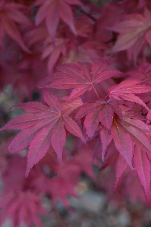 Skeeter's Broom Japanese Maple - 5 Gallon Pot 8 Skeeter's Broom Japanese Maple - 5 Gallon Pot - Image 6