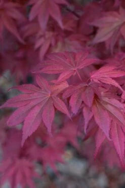 Skeeter's Broom Japanese Maple - 3 Gallon Pot 14 Skeeter's Broom Japanese Maple - 3 Gallon Pot -Wilson Bros Garden Japanese Maple Skeeters Broom 8 6