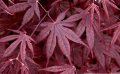 Bloodgood Red Leaf Japanese Maple - 2 Gallon Pot 14 Bloodgood Red Leaf Japanese Maple - 2 Gallon Pot -Wilson Bros Garden Japanese Maple Spring Foliage 1