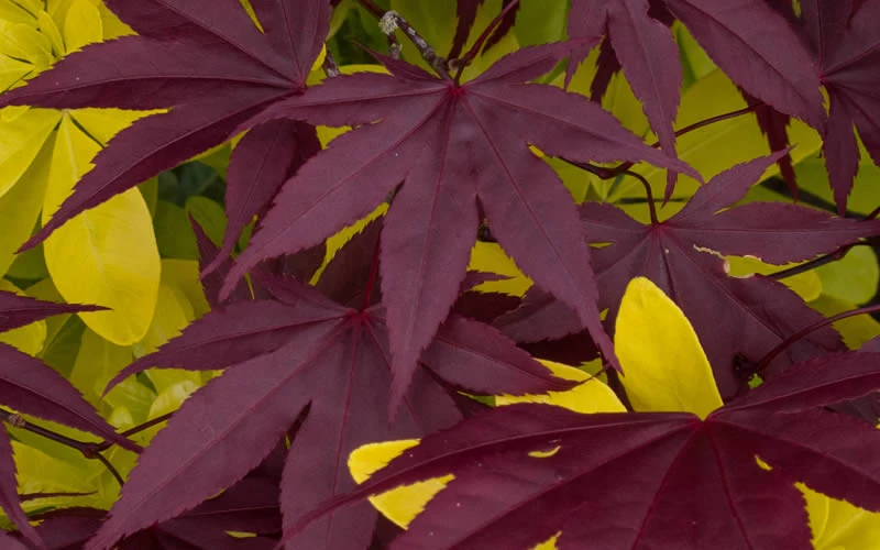Bloodgood Red Leaf Japanese Maple - 2 Gallon Pot 7 Bloodgood Red Leaf Japanese Maple - 2 Gallon Pot - Image 5