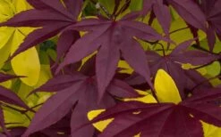 Bloodgood Red Leaf Japanese Maple - 1 Gallon Pot 15 Bloodgood Red Leaf Japanese Maple - 1 Gallon Pot -Wilson Bros Garden Japanese Maple Summer Color