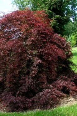 Tamukeyama Dwarf Red Japanese Maple - 5 Gallon Pot 13 Tamukeyama Dwarf Red Japanese Maple - 5 Gallon Pot -Wilson Bros Garden Japanese Maple Tamukeyama 10 2