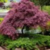 Tamukeyama Dwarf Red Japanese Maple - 1 Gallon Pot 2 Tamukeyama Dwarf Red Japanese Maple - 1 Gallon Pot -Wilson Bros Garden Japanese Maple Tamukeyama 11 4