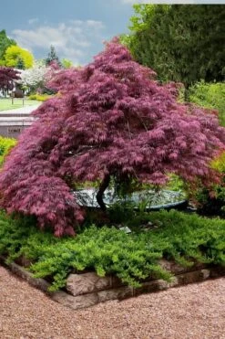 Tamukeyama Dwarf Red Japanese Maple - 1 Gallon Pot