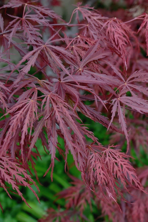 Tamukeyama Dwarf Red Japanese Maple (High Grafted Tree Form) - 5 Gallon Pot 6 Tamukeyama Dwarf Red Japanese Maple (High Grafted Tree Form) - 5 Gallon Pot - Image 4